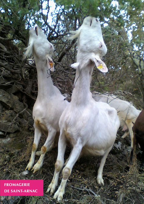 Flyer, recto: deux chèvres mangent les feuilles d’un arbre